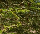 Продать Дачи, коттеджи, загородные дома пос. Ленинское, Спутник СНТ, улица Береговая  299 