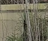 Продать Земельные участки, земля Мшинская садоводческий массив, Обуховец-1 СНТ, 1-я линия   