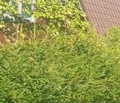 Продать Дачи, коттеджи, загородные дома Солнечная Поляна СНТ  61 