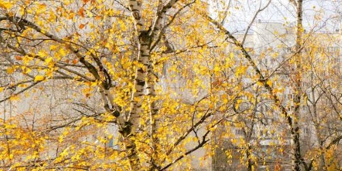 1-комн квартира улица Юных Ленинцев, 53К4