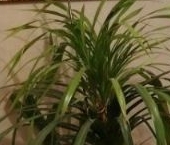 Продать Квартиры вторичка Ломоносов, Ораниенбаумский проспект, 45к3   