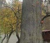 Продать Дачи, коттеджи, загородные дома Вырица городской поселок, улица Чехова   