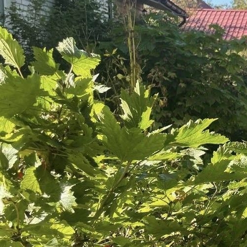 Коттедж/дом Здоровье-1 СНТ, улица Лесная,  д. 32