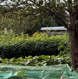 Продажа дома Белоостров СНТ, 6-я линия, 138