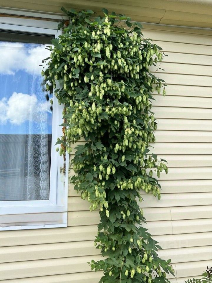 Продажа дома Мичуринец СНТ, улица 14-я