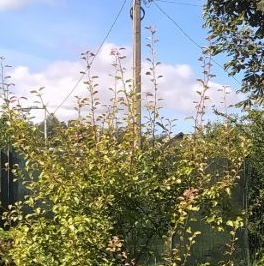 Продажа земли Учхоз садоводческий массив, Прометей-Учхоз СНТ Продажа земли Учхоз садоводческий массив, Прометей-Учхоз СНТ