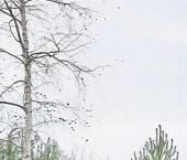 Продать Дачи, коттеджи, загородные дома пос. Левашово, проспект Карпова, 101к2   