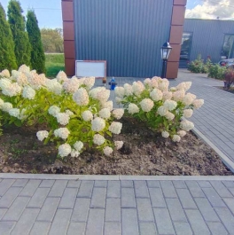 Продажа дома Ольгино дер.