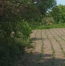 Продажа земли Учхоз садоводческий массив, Статор СНТ, д. 27 Продажа земли Учхоз садоводческий массив, Статор СНТ, д. 27