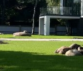 Продать Дачи, коттеджи, загородные дома пос. Солнечное, улица Танкистов, 14   