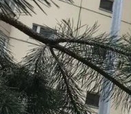 Продажа квартиры на вторичке Сестрорецк, Приморское шоссе, 261к2