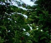 Продать Дачи, коттеджи, загородные дома Крутая Гора садоводческий массив, Экран СНТ, улица Круговая  1 