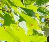 Продать Дачи, коттеджи, загородные дома Пушкин, улица Вокзальная, 8   