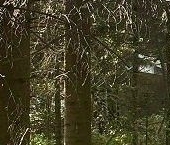 Продать Дачи, коттеджи, загородные дома Кошкино д   