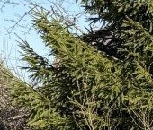 Продать Дачи, коттеджи, загородные дома Борисова Грива садоводческий массив, Кристалл СНТ  22 