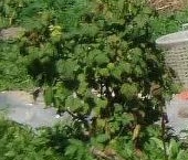 Продать Земельные участки, земля д. Большое Кикерино, улица Северная, 3   