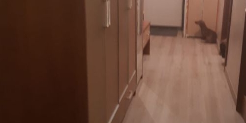 3-комн квартира Тосно г., улица Станиславского, 2