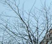 Сдать в аренду Квартиры вторичка улица Дыбенко, 36к4   