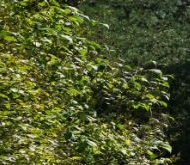 Продажа коттеджи и дома Петергоф, улица Луизинская, 22А