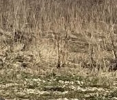 Продать Земельные участки, земля д. Порицы, переулок Ивовый   