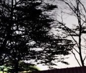 Продать Дачи, коттеджи, загородные дома Сойкино СНТ   