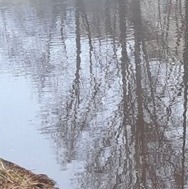 Продажа 1-комн квартиры на вторичном рынке Сестрорецк, улица Токарева, 15