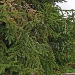 Продажа земли д. Пиллово, 2 Продажа земли д. Пиллово, 2