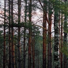 Продажа земли д. Мистолово, улица Главная Продажа земли д. Мистолово, улица Главная