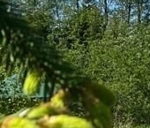 Продать Дачи, коттеджи, загородные дома Мшинская садоводческий массив, Советская звезда СНТ  80 