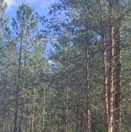 Продажа земли Дружная Горка городской поселок, улица Пограничная Продажа земли Дружная Горка городской поселок, улица Пограничная