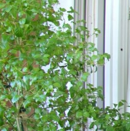 Продажа 3-комн квартиры на вторичном рынке Рождественская улица, 6 Продажа 3-комн квартиры на вторичном рынке Рождественская улица, 6