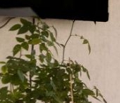 Продать Квартиры вторичка пос. Янино-1, улица Тюльпанов, 1к1   