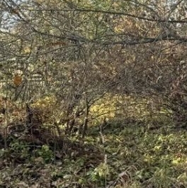 Продажа земли Отрадное, 5-я линия, 34