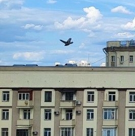 Продажа 1-комн квартиры на вторичном рынке Бутырская улица, 93 Продажа 1-комн квартиры на вторичном рынке Бутырская улица, 93