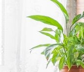 Продать Квартиры вторичка улица Савушкина, 9   