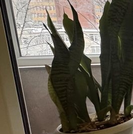 Продажа 3-комн квартиры на вторичном рынке Шипкинский переулок, 5