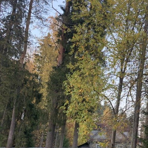 Коттедж/дом Вырица городской поселок, улица Максима Горького