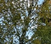 Сдать в аренду Квартиры вторичка Химки, улица Зои Космодемьянской, 5   