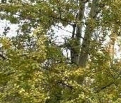 Продать Квартиры вторичка Красногорск, Железнодорожная улица  1а 