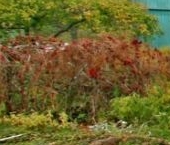 Продать Дачи, коттеджи, загородные дома Кобрино садоводческий массив, Бригантина СНТ  148 