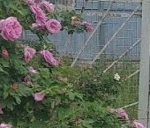 Продать Дачи, коттеджи, загородные дома Сокули СНТ, 8-я линия  65 