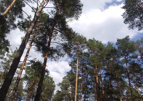 Фото коттеджного поселка Сосновое предместье от Застройщик неизвестен. Коттеджный поселок Sosnovoe Predmeste