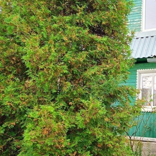 Коттедж/дом Лебяжье тер., Лебяжье СНТ