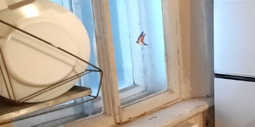 Комната Большой Казачий переулок, 9