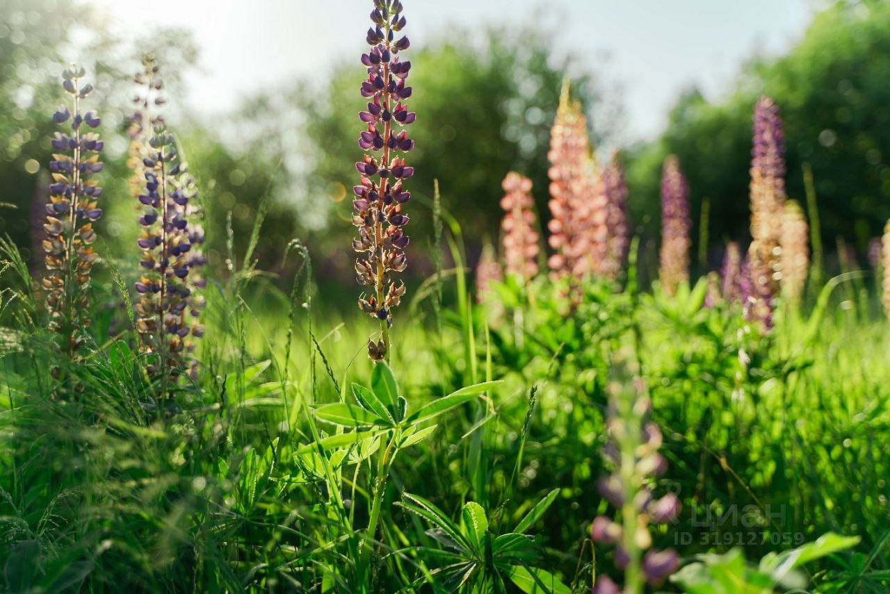 Продажа дома Павловск, Негород Павловск кп