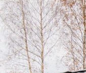 Продать Дачи, коттеджи, загородные дома Павловск, Звериницкая улица, 70   