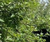 Продать Дачи, коттеджи, загородные дома Борисова Грива садоводческий массив, Горизонт СНТ  33 