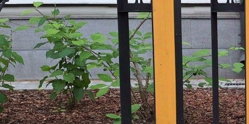 2-комн квартира Зеленогорская улица, 3