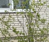 Продать Квартиры вторичка Север мкр, Хотьково, 10   