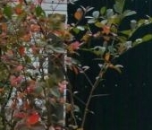 Продать Дачи, коттеджи, загородные дома Мшинская садоводческий массив, Краностроитель СНТ  74 